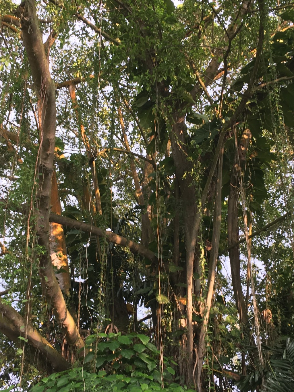 Sensory Experiences with Nature’s Giants:&nbsp;Trees