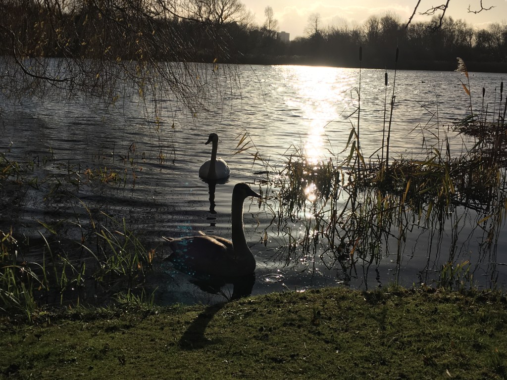 The Hidden Symphony of Birds: Sounds, Songs, and&nbsp;Stories