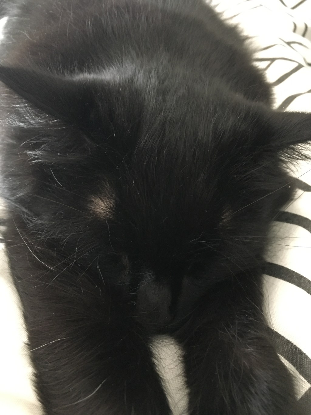 In Memory of My Beloved&nbsp;Cat(s)