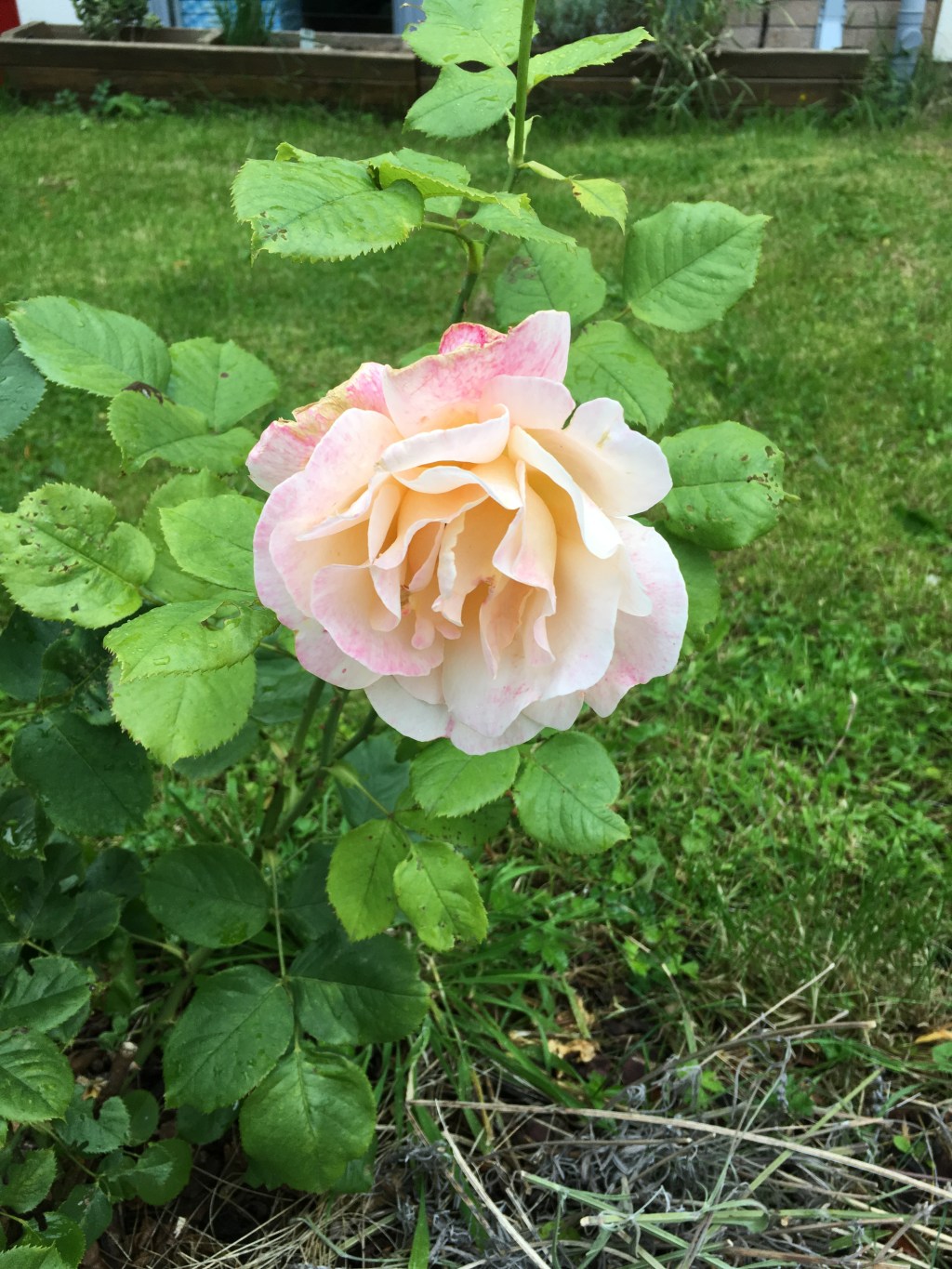 Springtime Senses: Discover Nature’s&nbsp;Scents