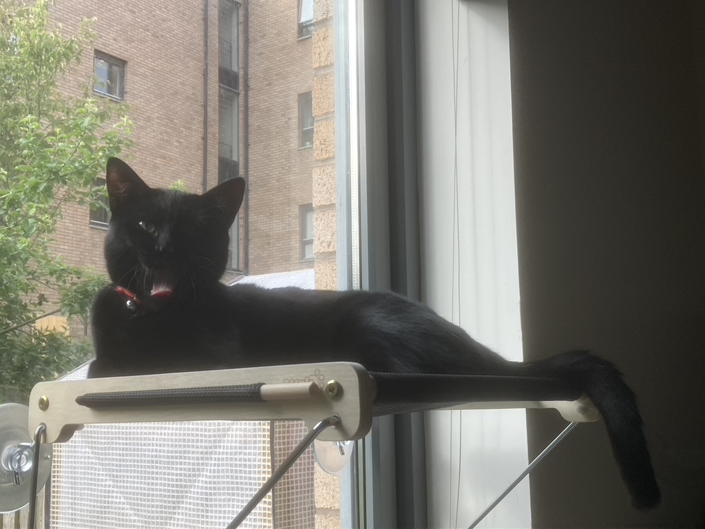 Navigating Uncertainty: Insights from My&nbsp;Cat