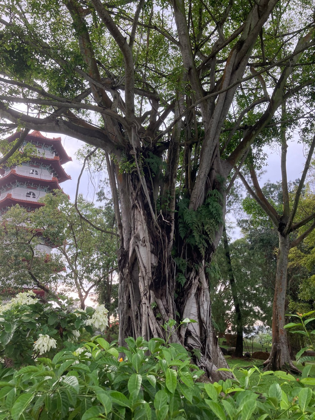 Singapore’s Urban Green Spaces: Balancing Nature and&nbsp;Development