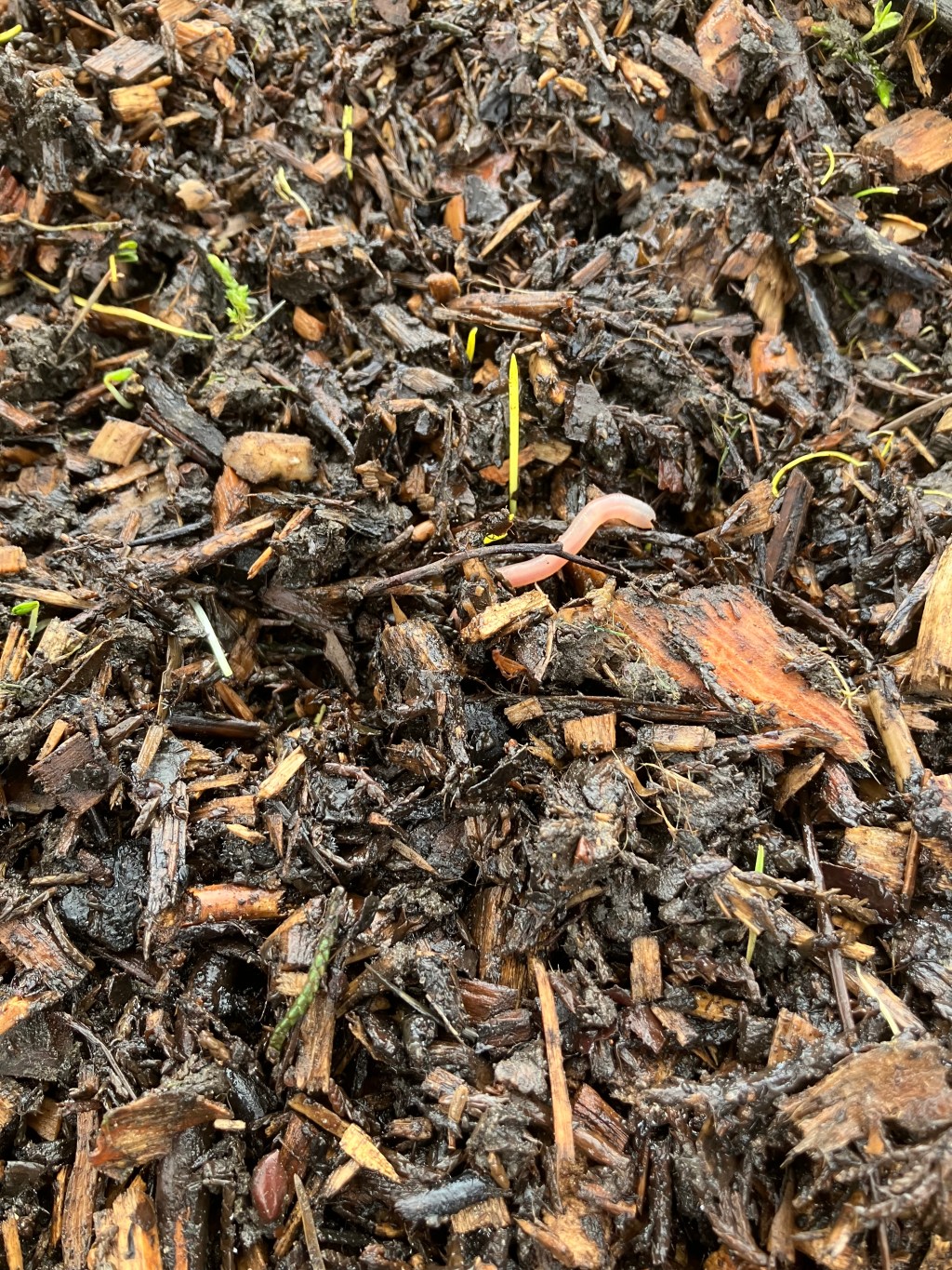 Revisiting Qur’anic Narratives: Animals as&nbsp;Equals