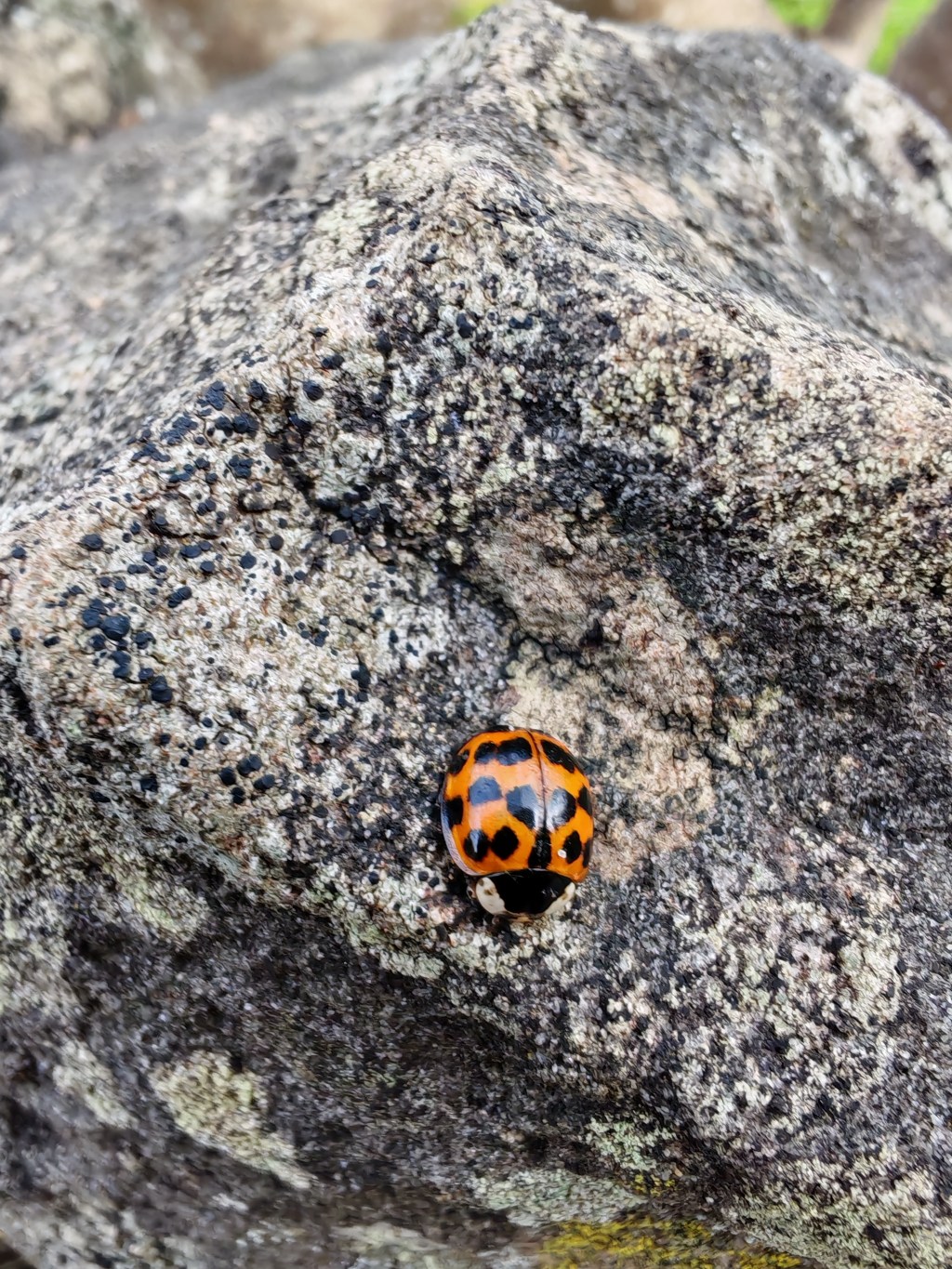 God’s Signs in Nature: Understanding Biodiversity through the&nbsp;Qur’an